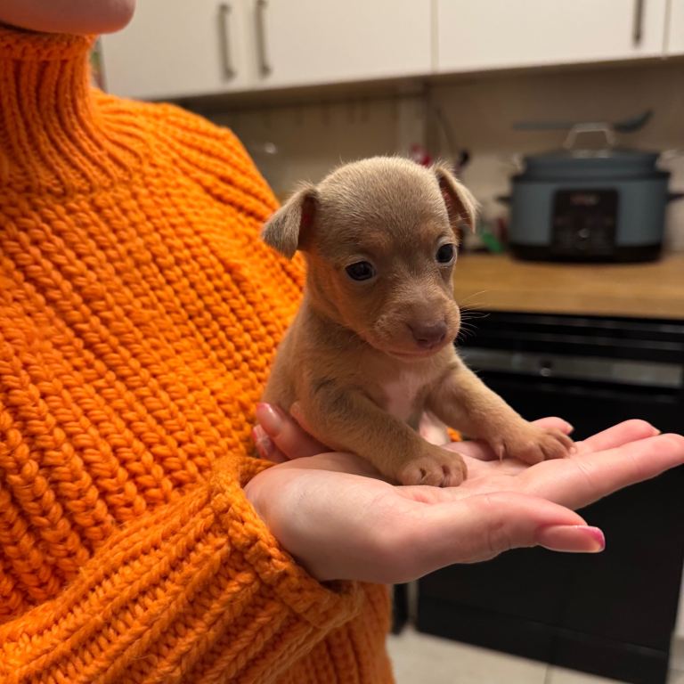 Stunning miniature Jack Russell puppies 