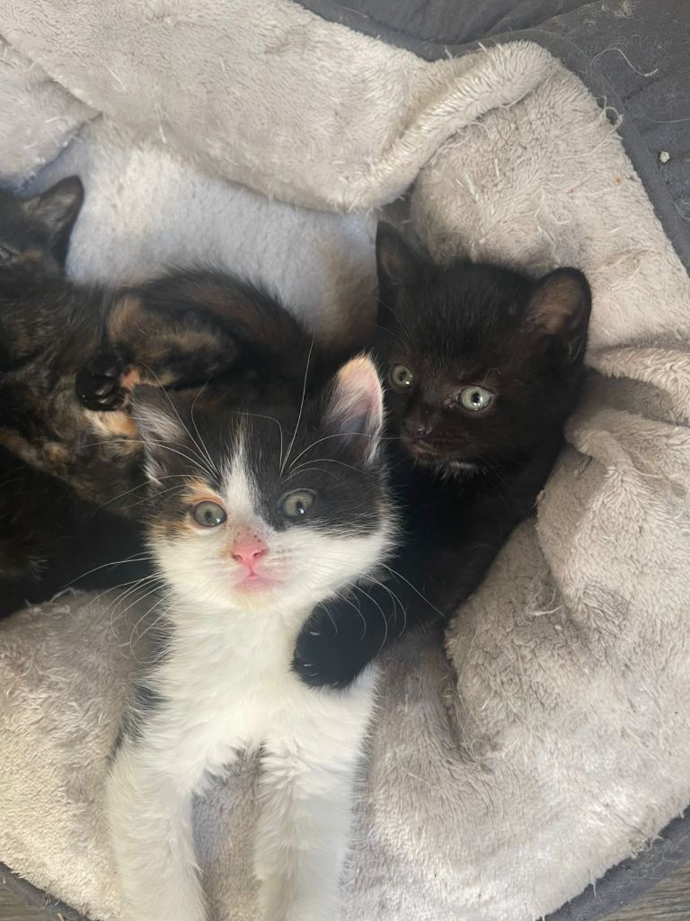 Kitten looking for new home