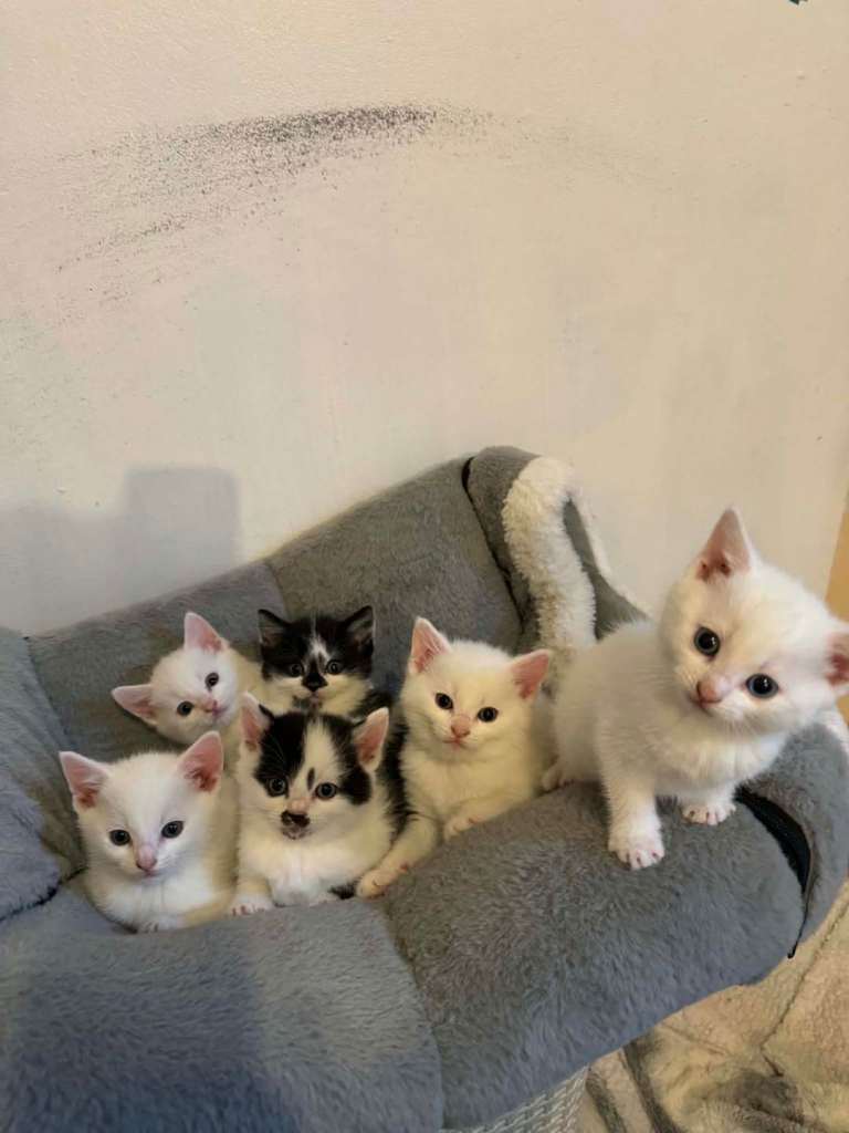 Beautiful kittens looking for loving new homes.