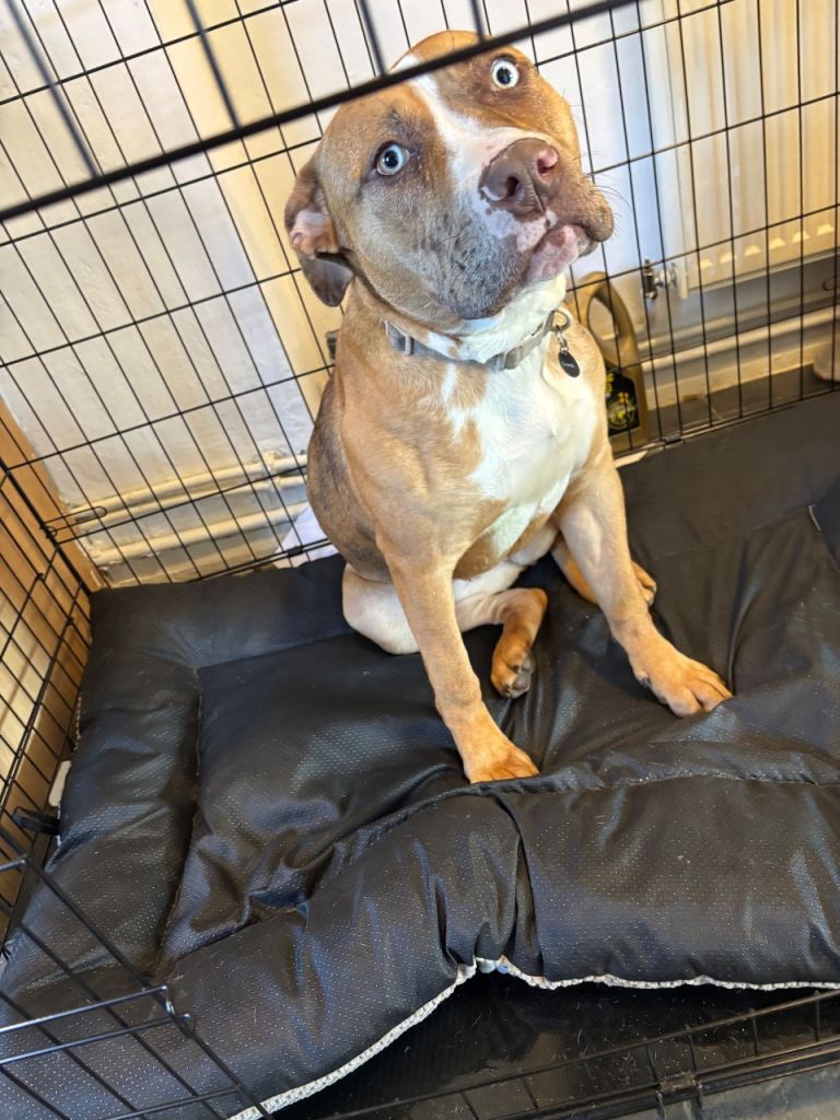 9 month old female cane corso x 