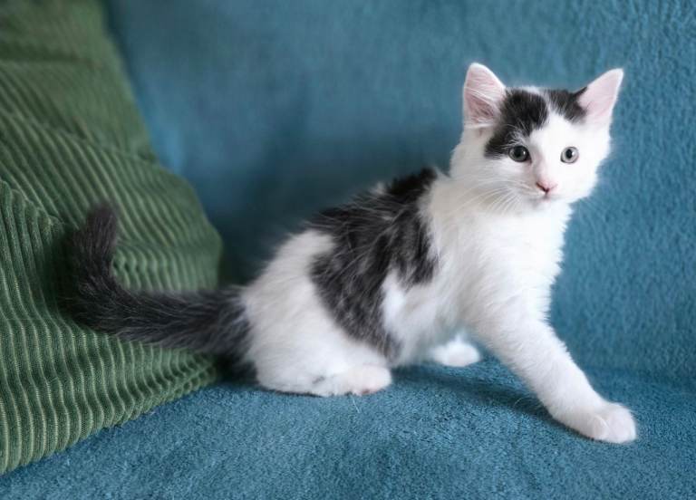  Kittens READY for forever loving home.