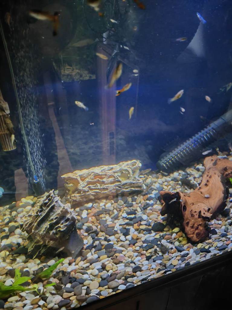 Tropical fish, bristlenose plecos 