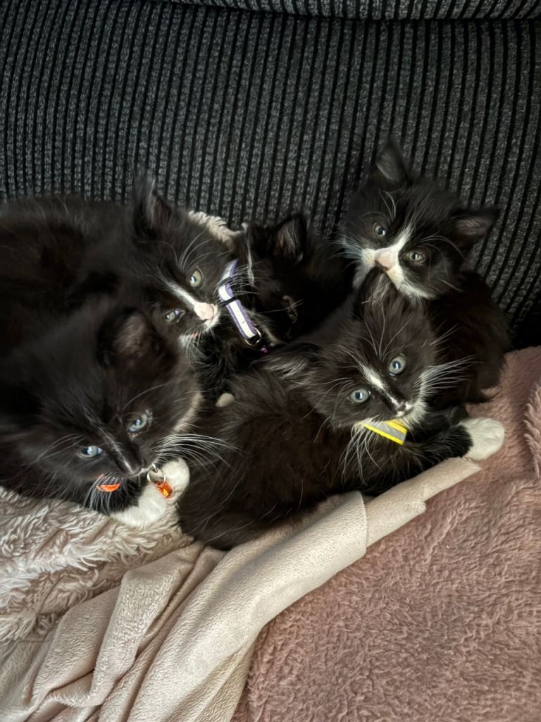 6 Adorable and playful black & white kittens looking for their forever home 😻🐈‍⬛❤️
