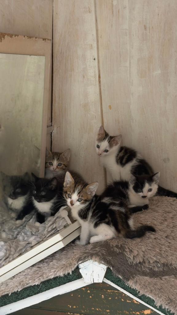 9 Week Old Domestic Shorthair Kittens (5 total)