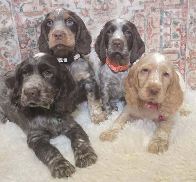 Cocker Spaniel Puppies