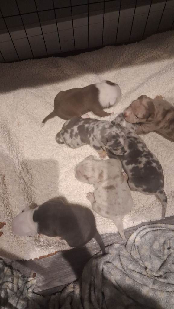 American Micro Bully Puppies for sale!