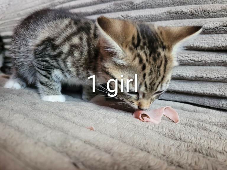 Beautiful kittens