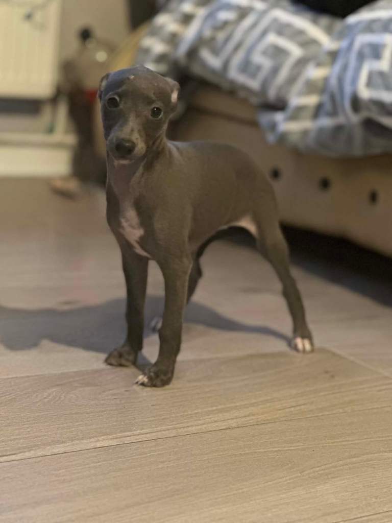 Whippet x Italian greyhound 