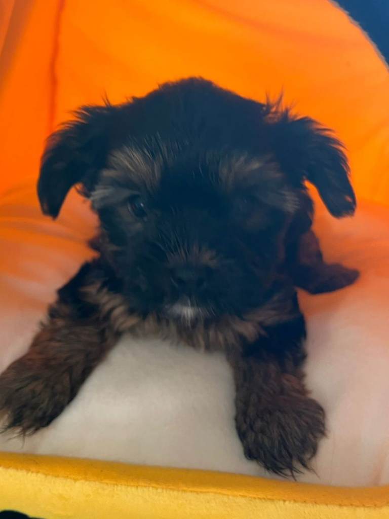 Yorkshire  Terrier  puppy