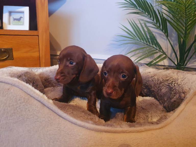 Miniature dachshunds 