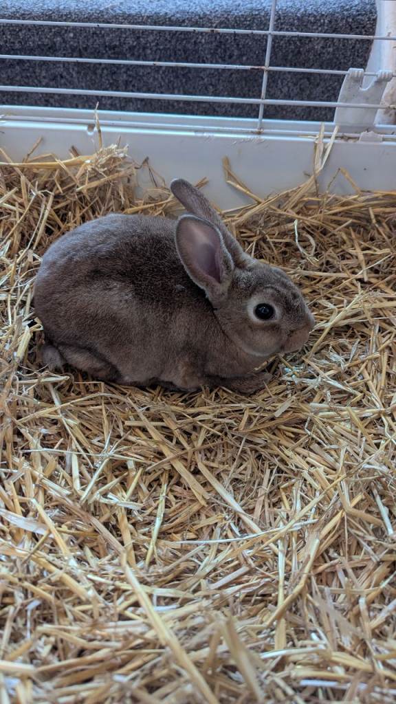 **READY NOW**ONLY 1 LEFT** 5 Beautiful Rex bunnies
