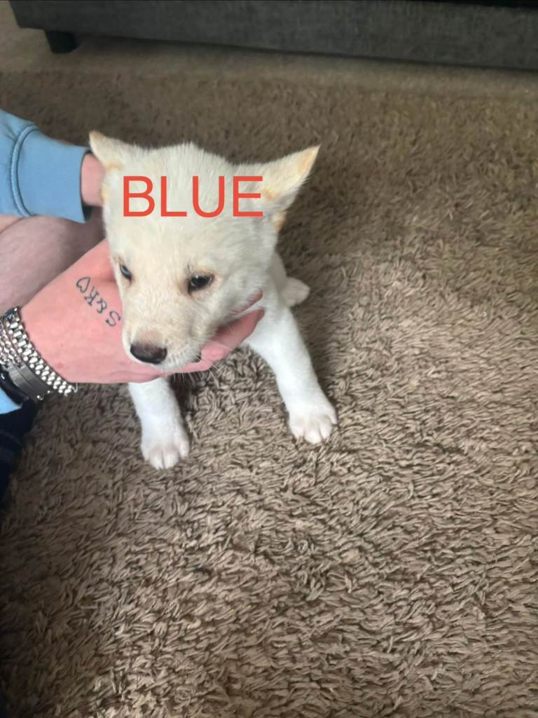 skepsky/akita