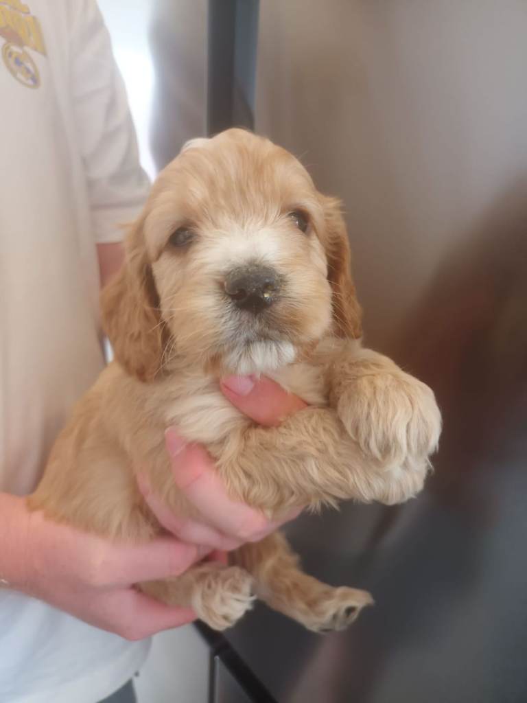 F1 cockapoo puppies for sale 