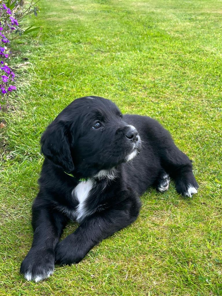 Bernese Mountain Dog/Golden Retriever Pups