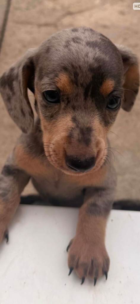 Adorable Dachshund Puppies Looking for Loving Homes