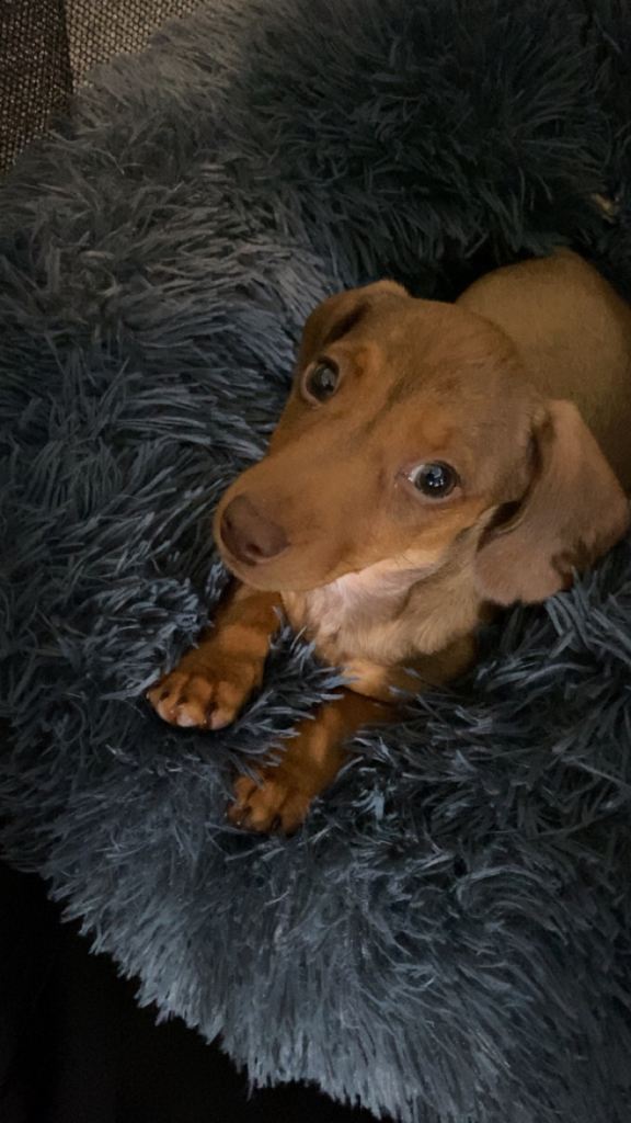 Mini Dachshund
