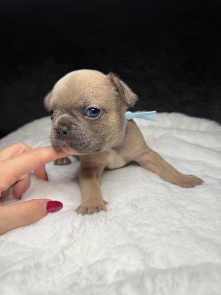 Beautiful French Bulldog Puppies 