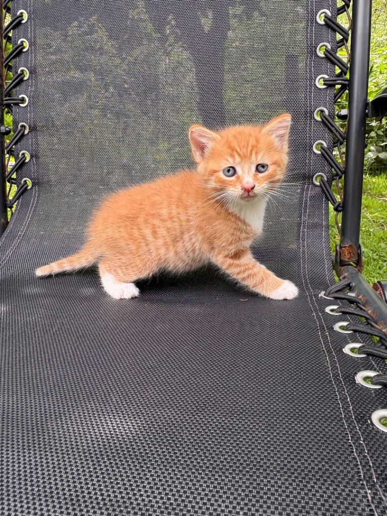 Kittens 8 weeks old 
