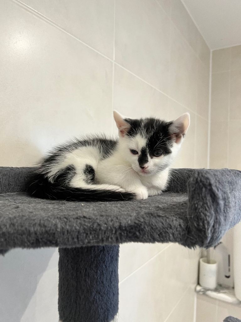 British Shorthair Kitten Female In Great Health Well Taken Care of, Ready Litter Trained .