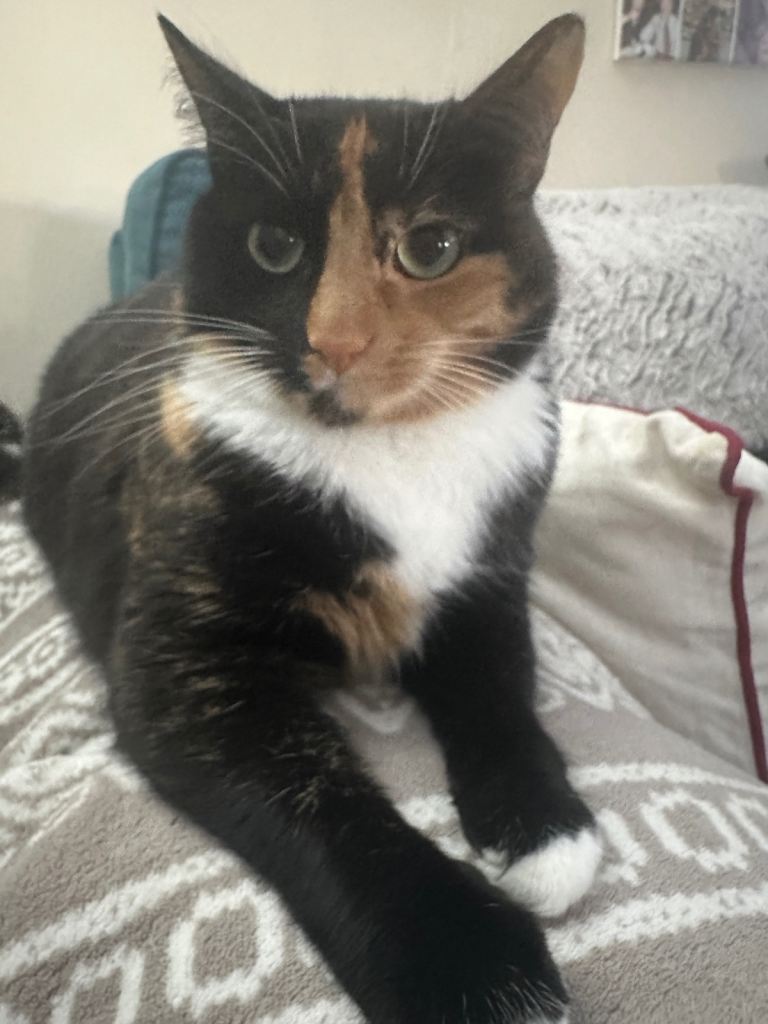 Mother and daughter cat
