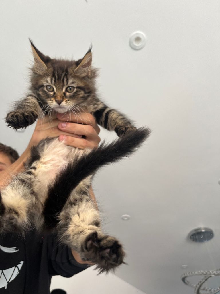 Maine Coon Kittens