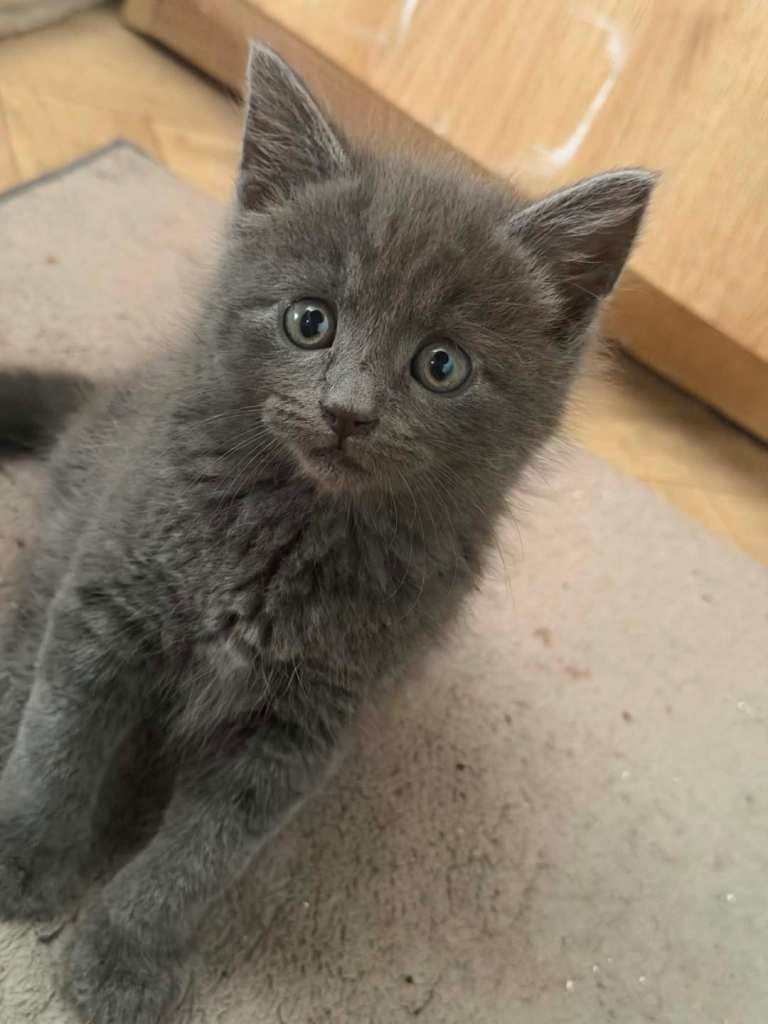Russian blue kitten /pure/