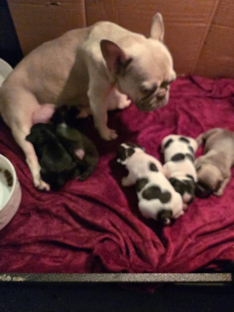French bulldog pups for sale 