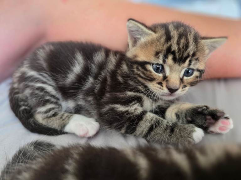 2 male kittens 