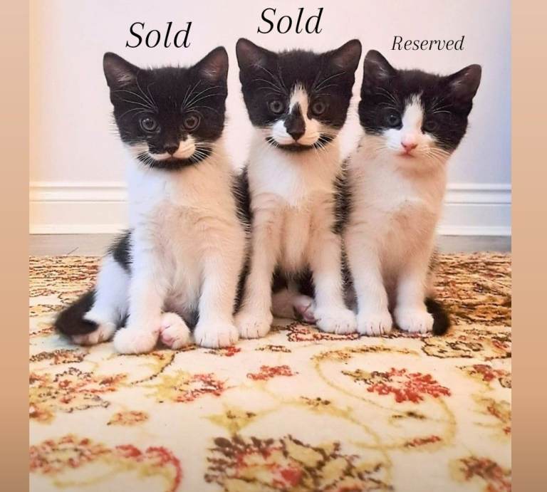 Kittens for sale