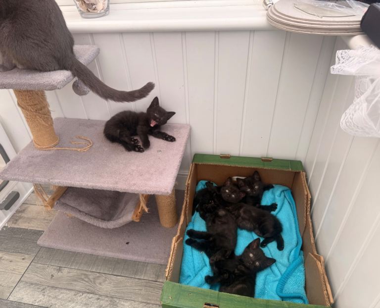 5 kittens looking for new home