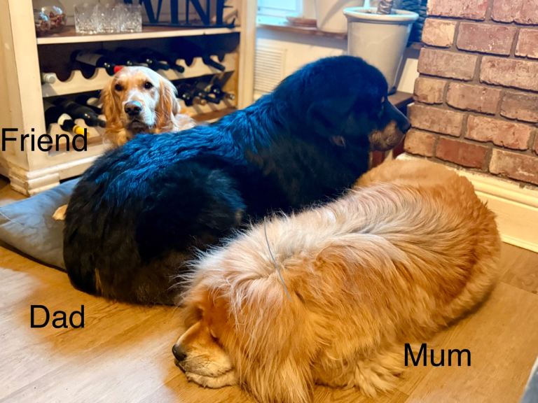 🦁 Seven Breathtaking Tibetan Mastiff Puppies – Gentle Giants from Champion Bloodlines 