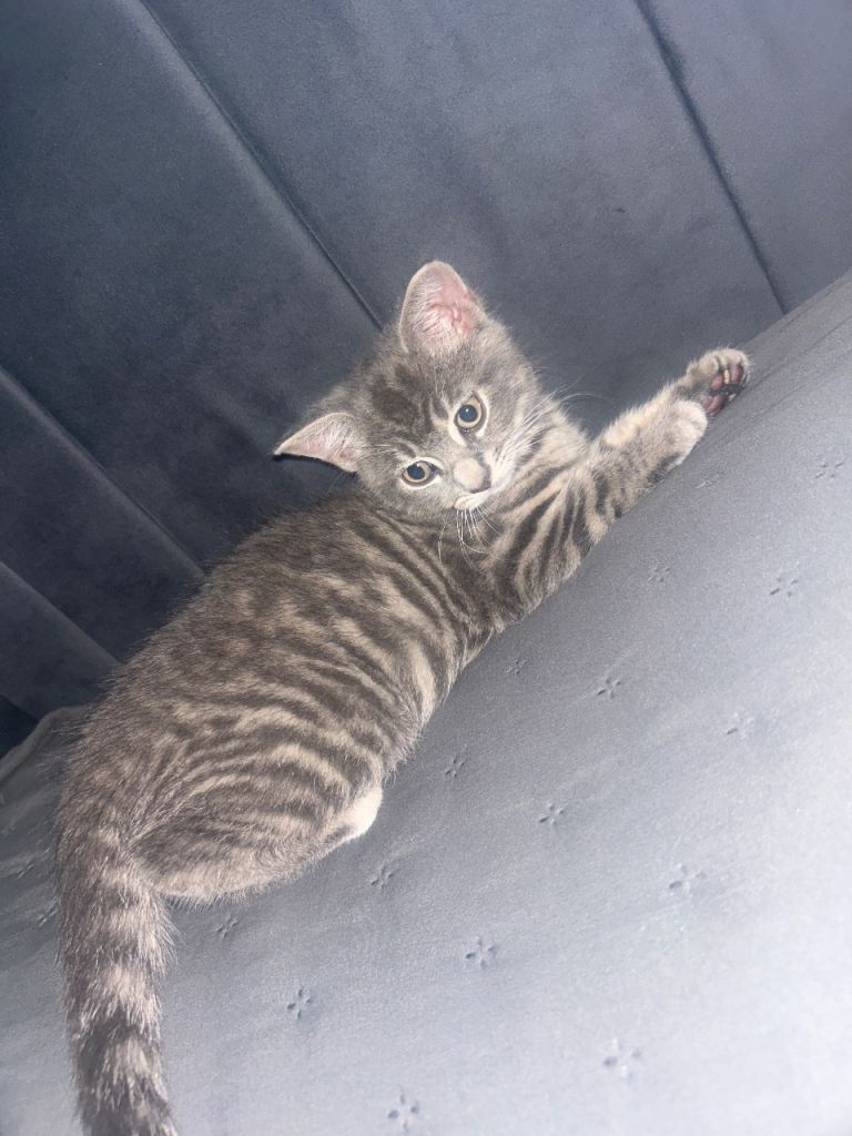 British short hair taby kitten for sale
