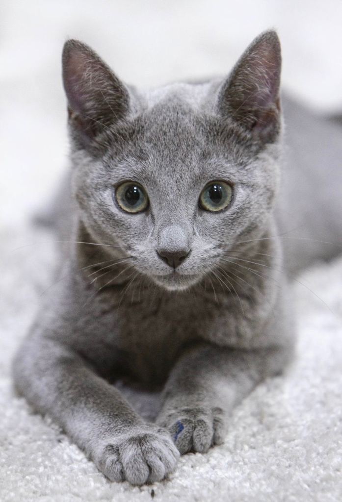 Full TICA registered female Russian Blue for sale