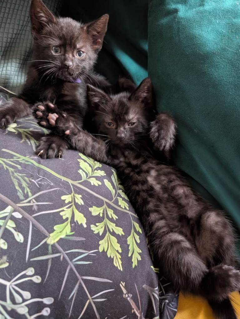 3 kittens looking for their forever home