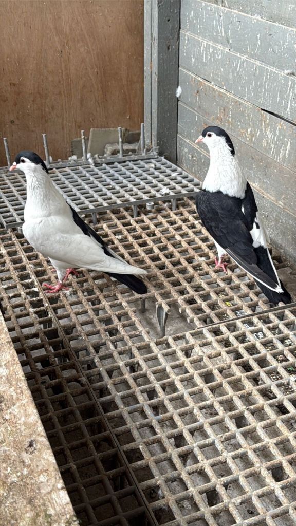 AFGHAN PIGEONS 