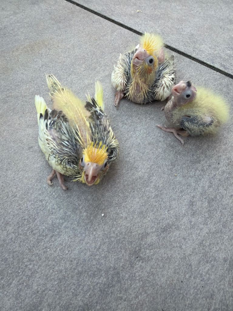 Baby cockatiels and budgies 