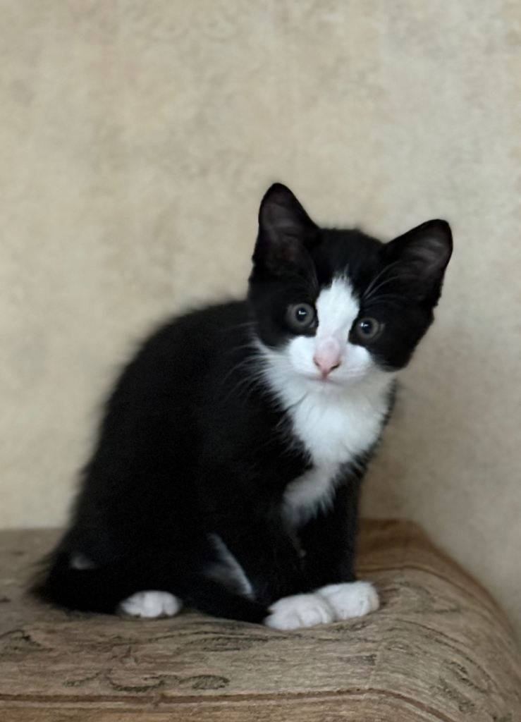 Kittens ready now