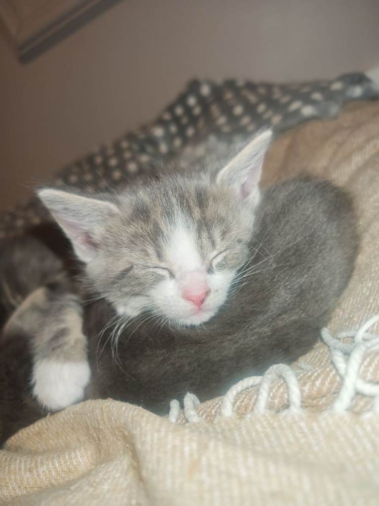 Grey female tabby kittens 