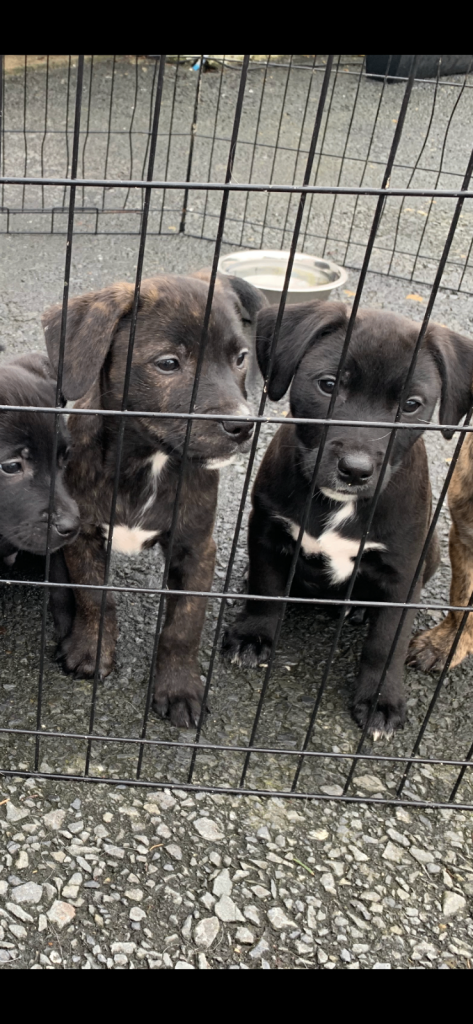 Staffordshire bull terrier x lab pups