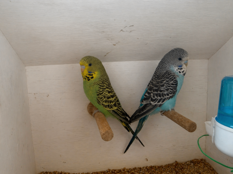 Baby Budgies
