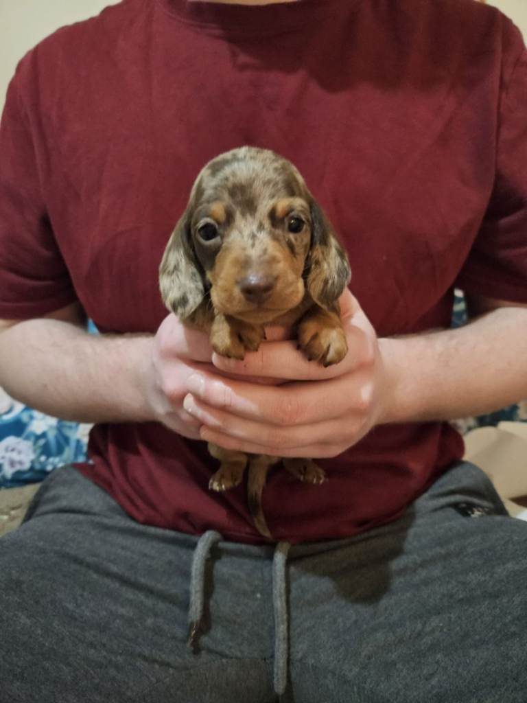 Stunning kc registered miniature dachshund puppies
