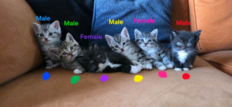 British shorthair x kittens 