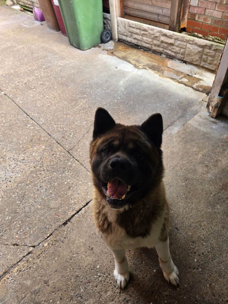 Amican akita 