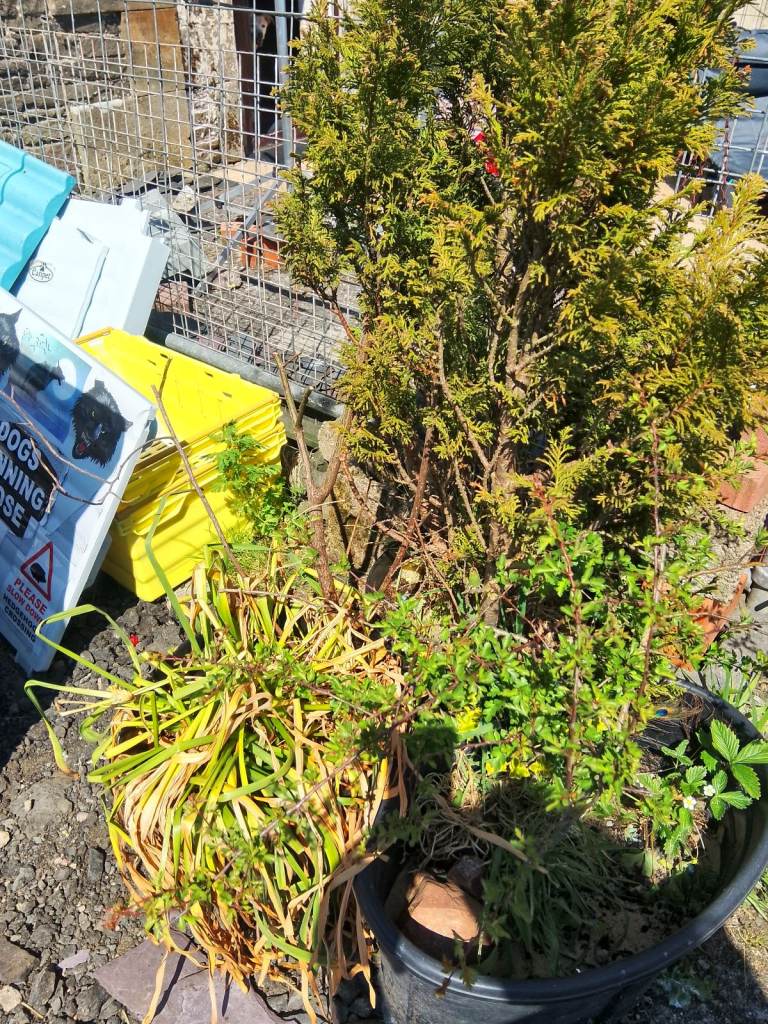 Outdoor Trees. Flowers. Plants. For Sale 