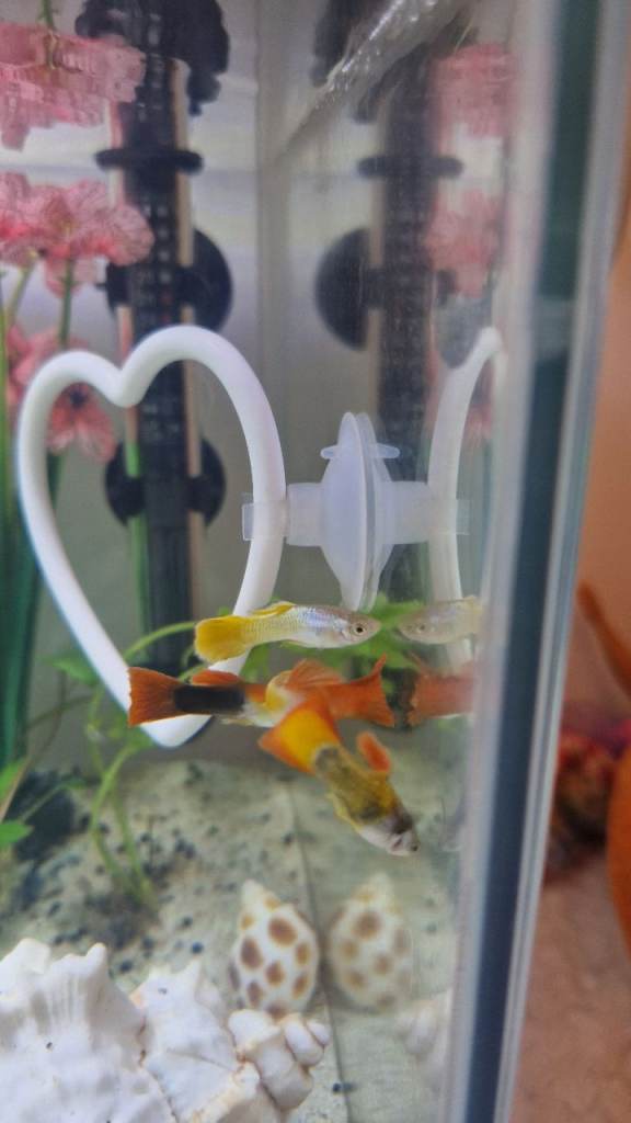 4 Guppies 