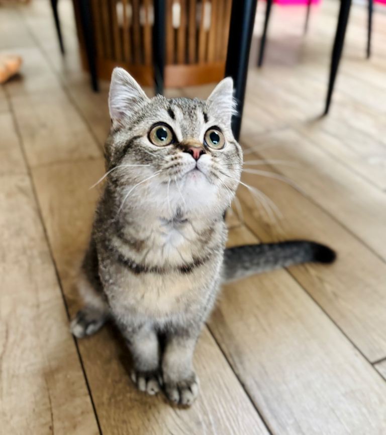 Beautiful pedigree kitten