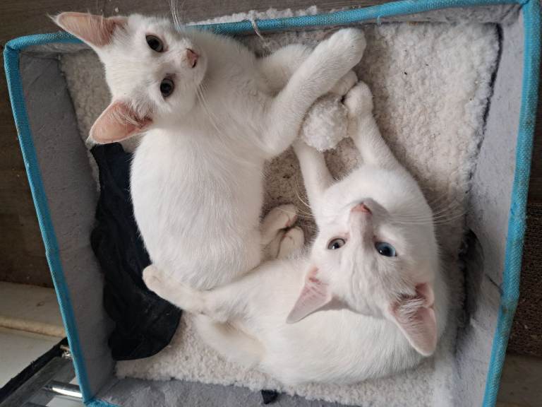 Snowy kittens