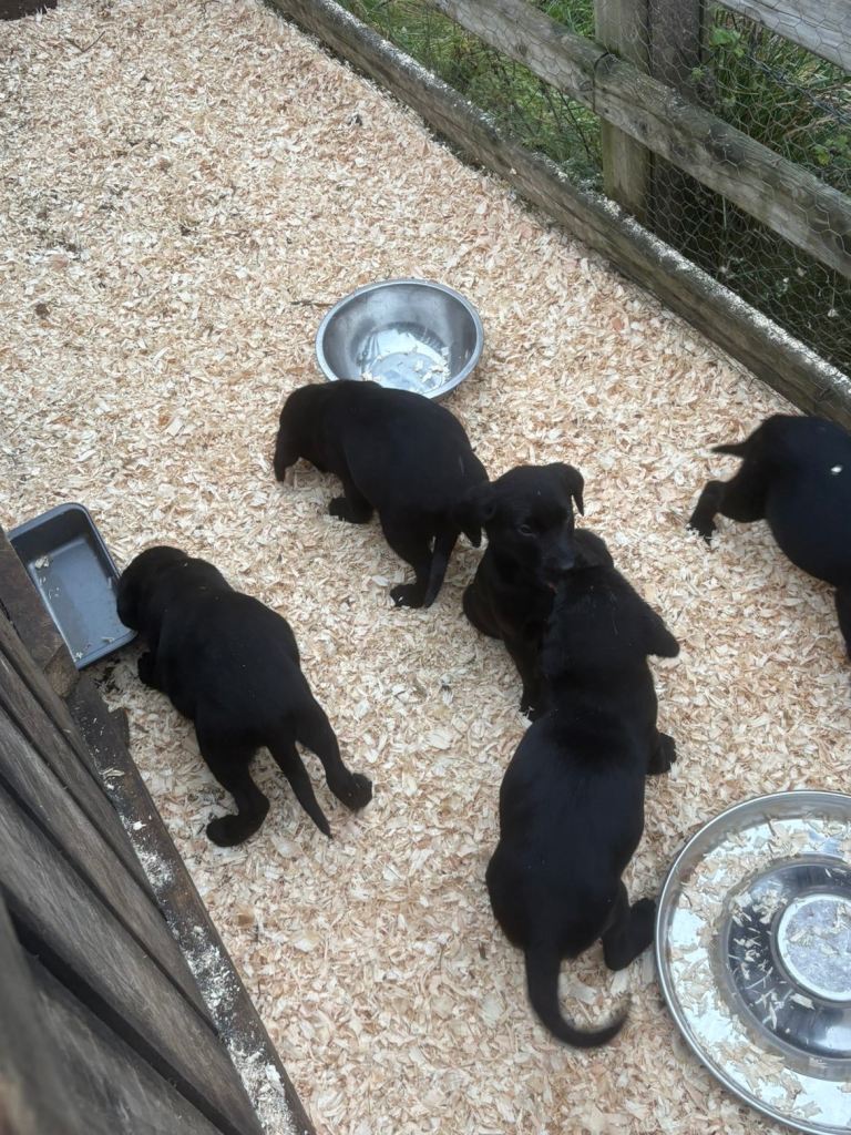 Black Lab pups From Liskoney fun fenella 