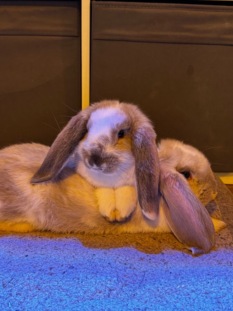Pure bred French Lop kits, ready to go 2 boys available