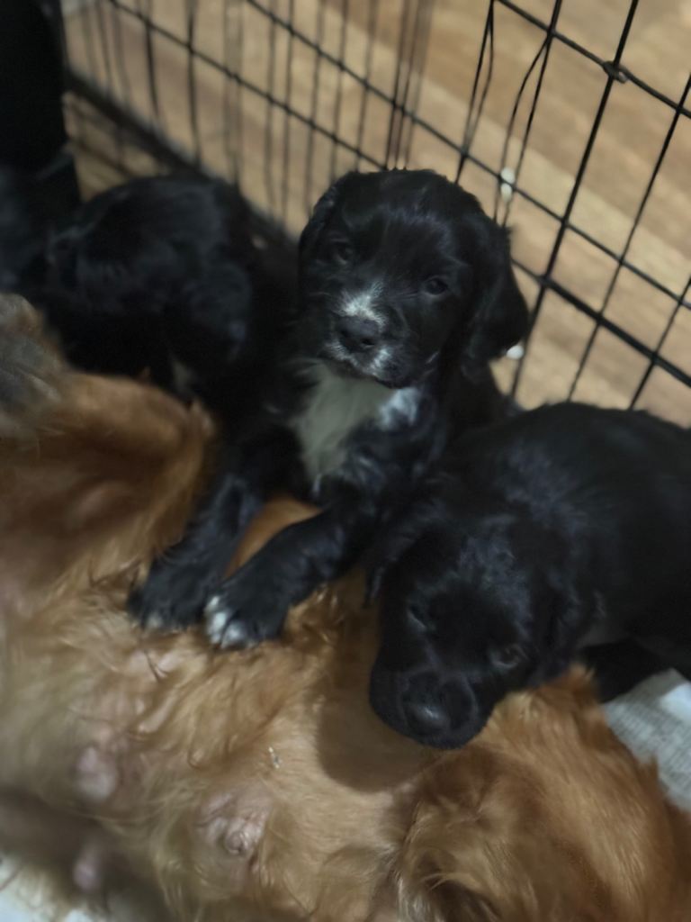 image for Cocker spaniel puppies